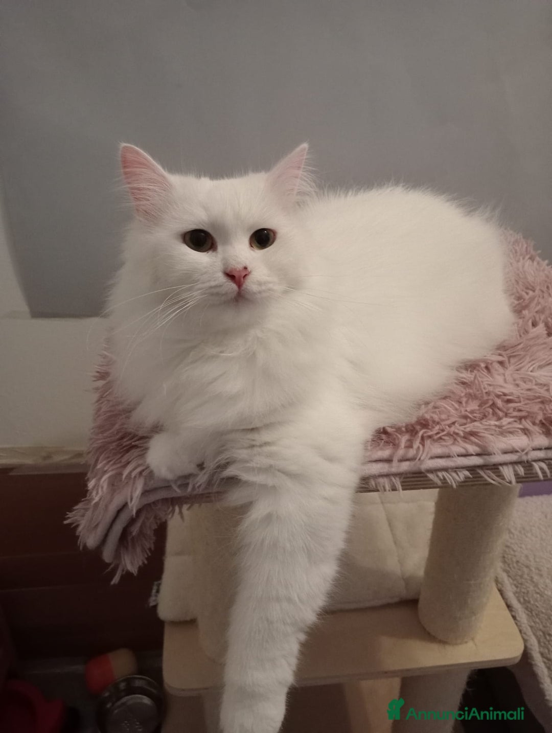 Immagine della galleria {{count}}