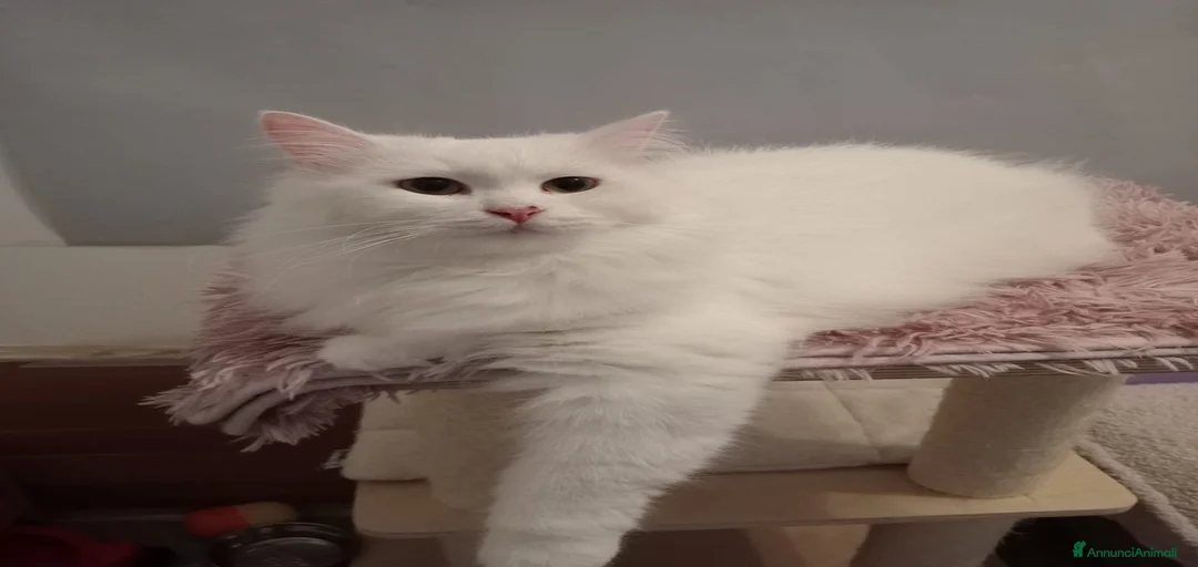 Immagine della galleria {{count}}