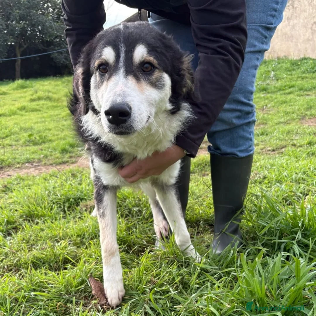 Meticcio cani in regalo: BRETZEL 🩷 - cucciola allegra e solare cerca 🏡  - Annuncio 4