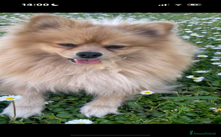 Volpino Pomerania cani a Provincia di Latina - Annuncio 18