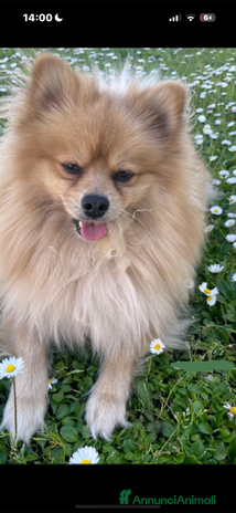 Volpino Pomerania cani a Provincia di Latina - Annuncio 18