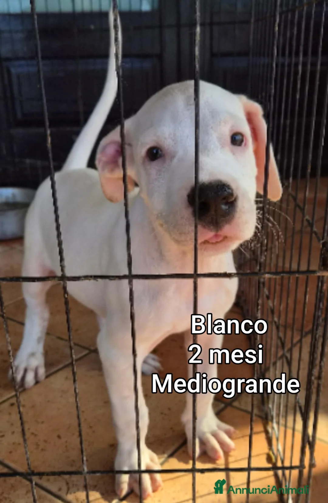 Meticcio cani in regalo: TANTI CUCCIOLI SOLI  a Provincia di Vicenza - Annuncio 11