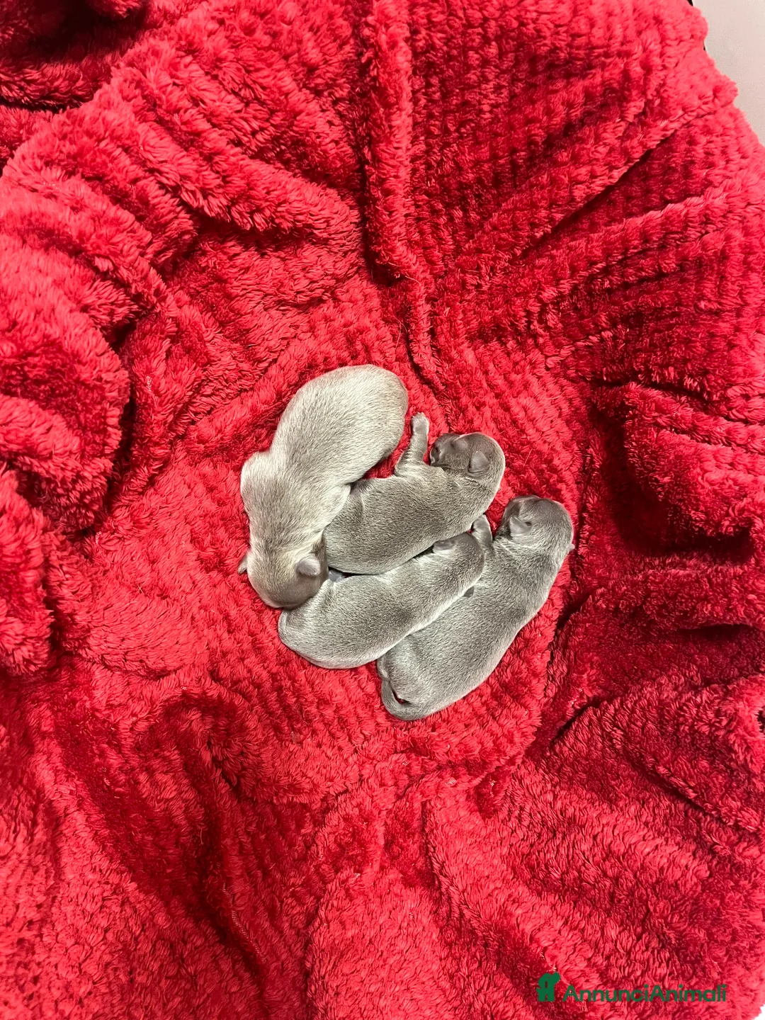 Chihuahua cani in vendita: Cuccioli di Chihuahua lilac con pedigree - Annuncio 2