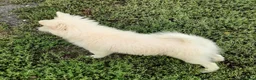 Volpino Italiano cani in vendita: Cuccioli di volpino  - Annuncio 4