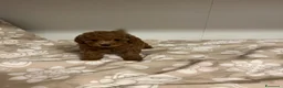 Barboncino Toy cani in vendita: Barboncino Toy fulvo cucciolo a Provincia di Bergamo - Annuncio 11