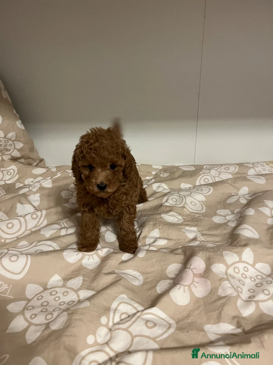 Barboncino Toy cani in vendita: Barboncino Toy fulvo cucciolo a Provincia di Bergamo - Annuncio 11