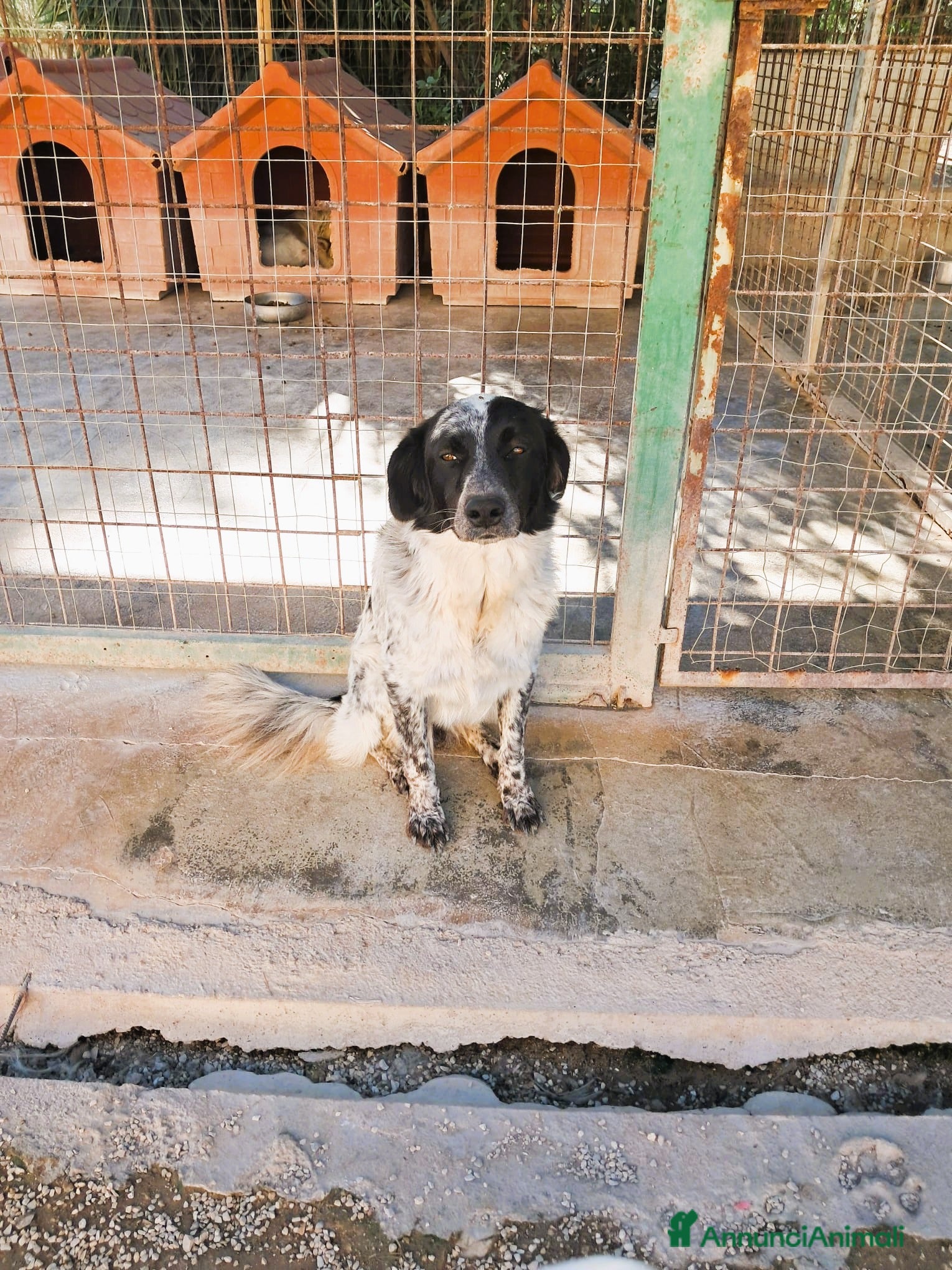 Meticcio cani MASCHERINA nata in dicembre 2023 - Annuncio 39