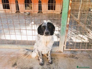 Meticcio cani MASCHERINA nata in dicembre 2023 - Annuncio 4