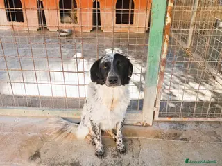 Meticcio cani MASCHERINA nata in dicembre 2023 - Annuncio 16