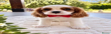 Cavalier King 1