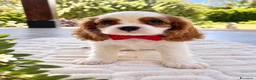 Cavalier King cani in vendita: Cuccioli Cavalier King da mamma Campionessa a Provincia di Brindisi - Annuncio 3
