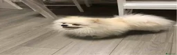 Volpino Pomerania cani per accoppiamento: Pomerania nano con pedigree disp.x monte/accopp. - Annuncio 6