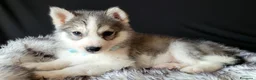 Husky cani in vendita: SIBERIAN HUSKY CUCCIOLATA CON PEDIGREE  - Annuncio 3