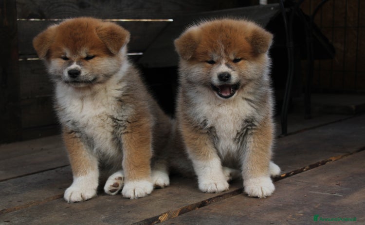 Akita Inu cani Akita inu con pedigree  - Annuncio 7
