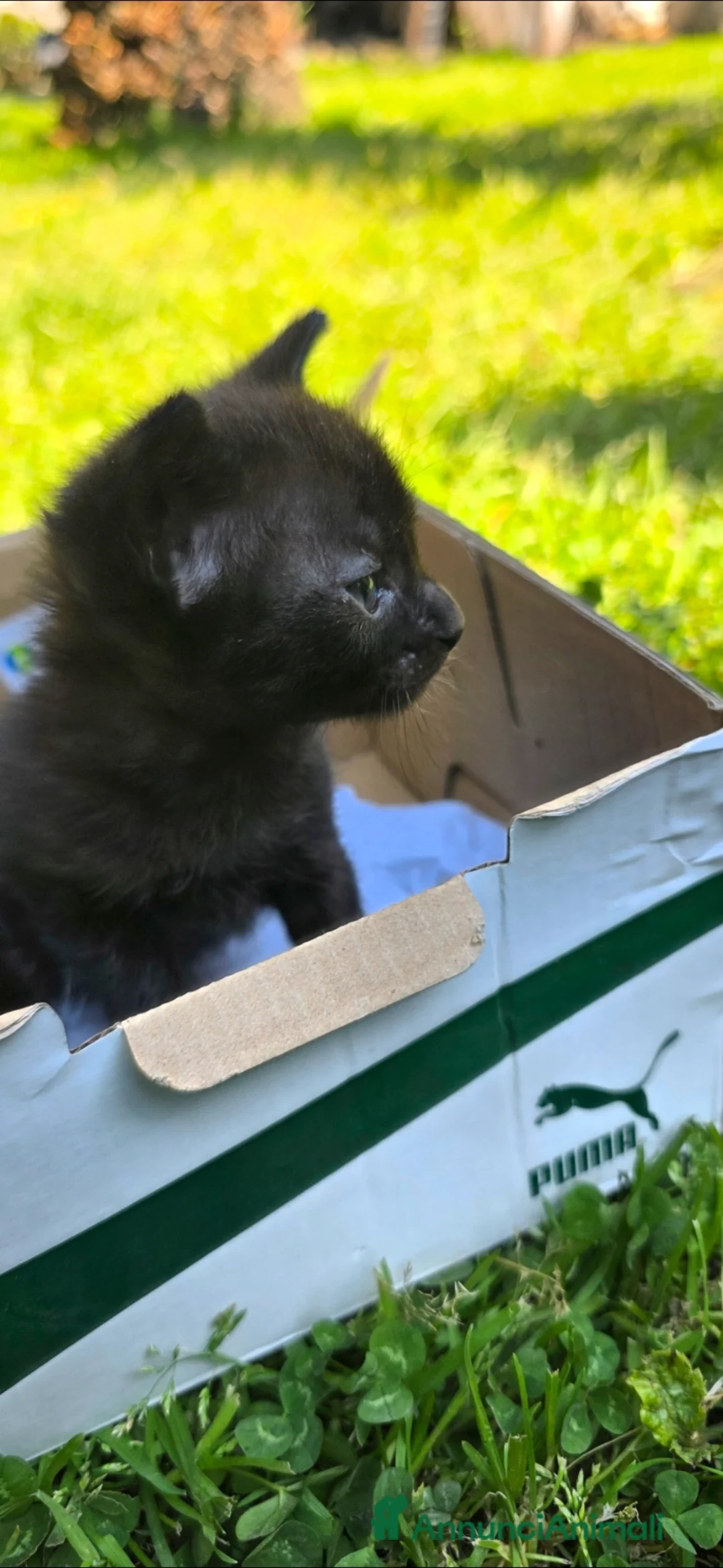 Meticcio gatti in regalo: Gattina dolcissima in regalo  - Annuncio 1