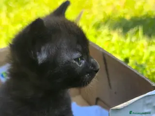 Meticcio gatti Gattina dolcissima in regalo - Annuncio 2