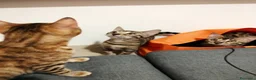 Bengala gatti in vendita: Bengala sconto 30% sul 2° cucciolo,con pedigree - Annuncio 3