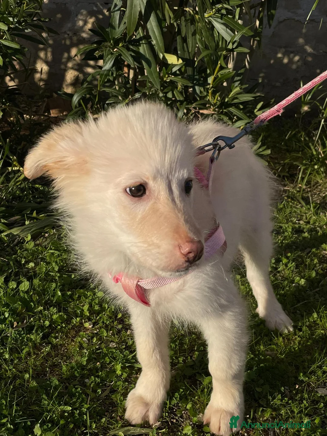 Meticcio cani in regalo: Ninfa, la cucciola rimasta sola - Annuncio 9