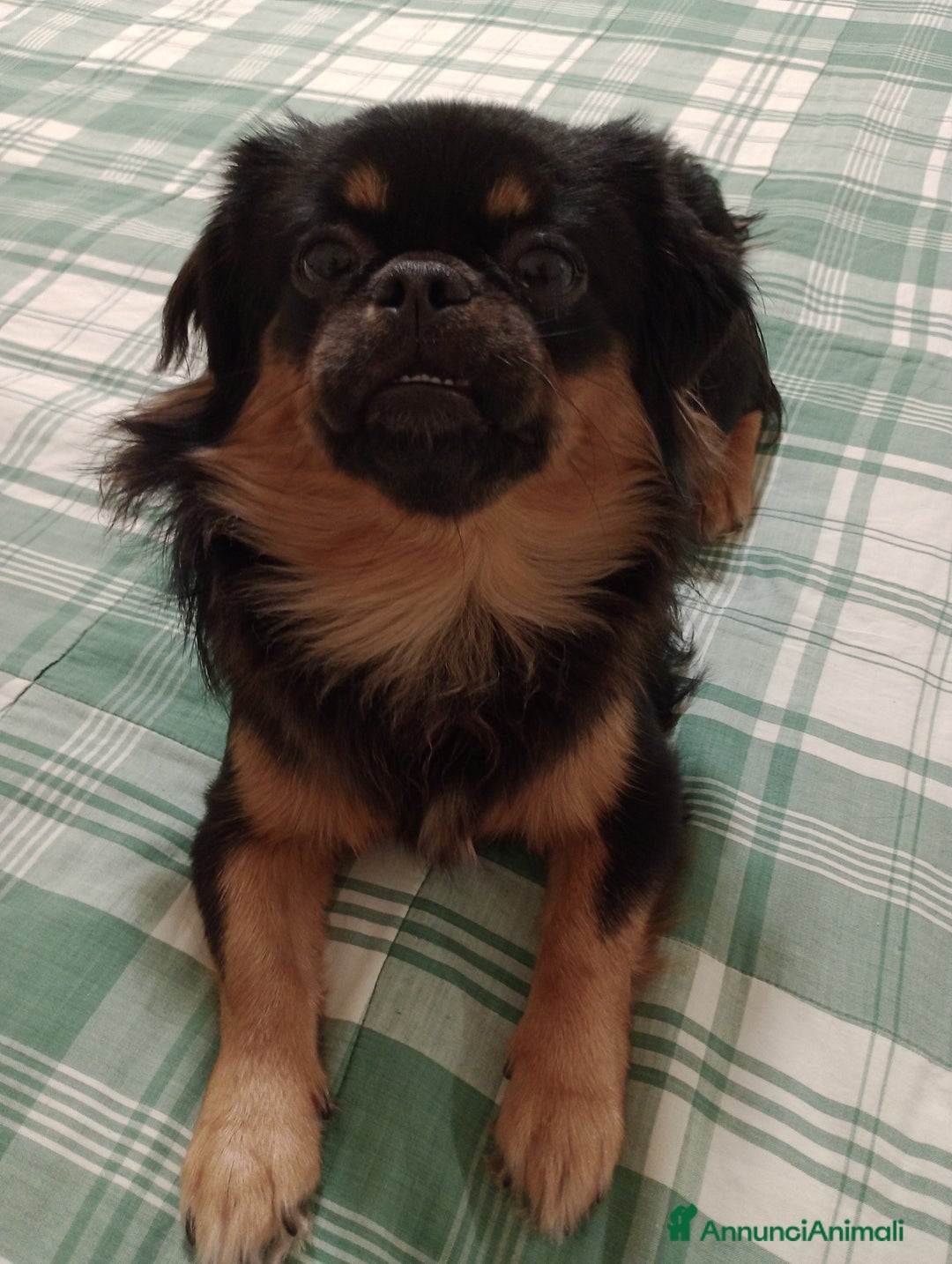 Tibetan Spaniel cani in vendita: Cucciolo di Tibetan spaniel  - Annuncio 1