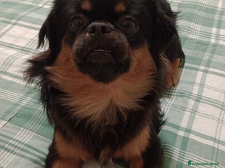 Tibetan Spaniel cani Cucciolo di Tibetan spaniel - Annuncio 1