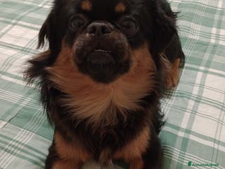 Tibetan Spaniel cani in vendita: Cucciolo di Tibetan spaniel - Annuncio 1