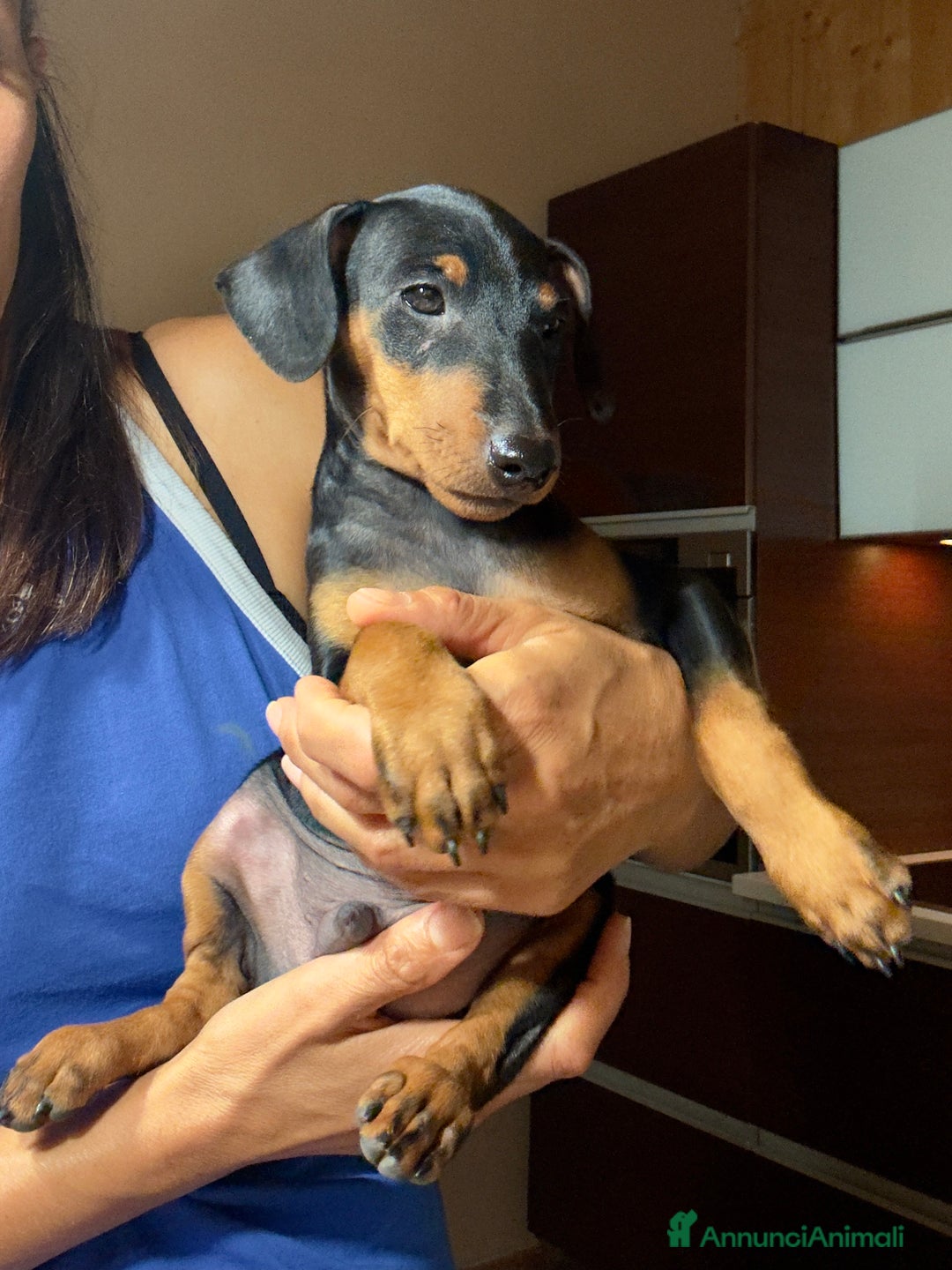 Pinscher Miniatura cani in vendita: Meraviglioso cucciolo di Pinscher Nano a Provincia di Perugia - Immagine 2