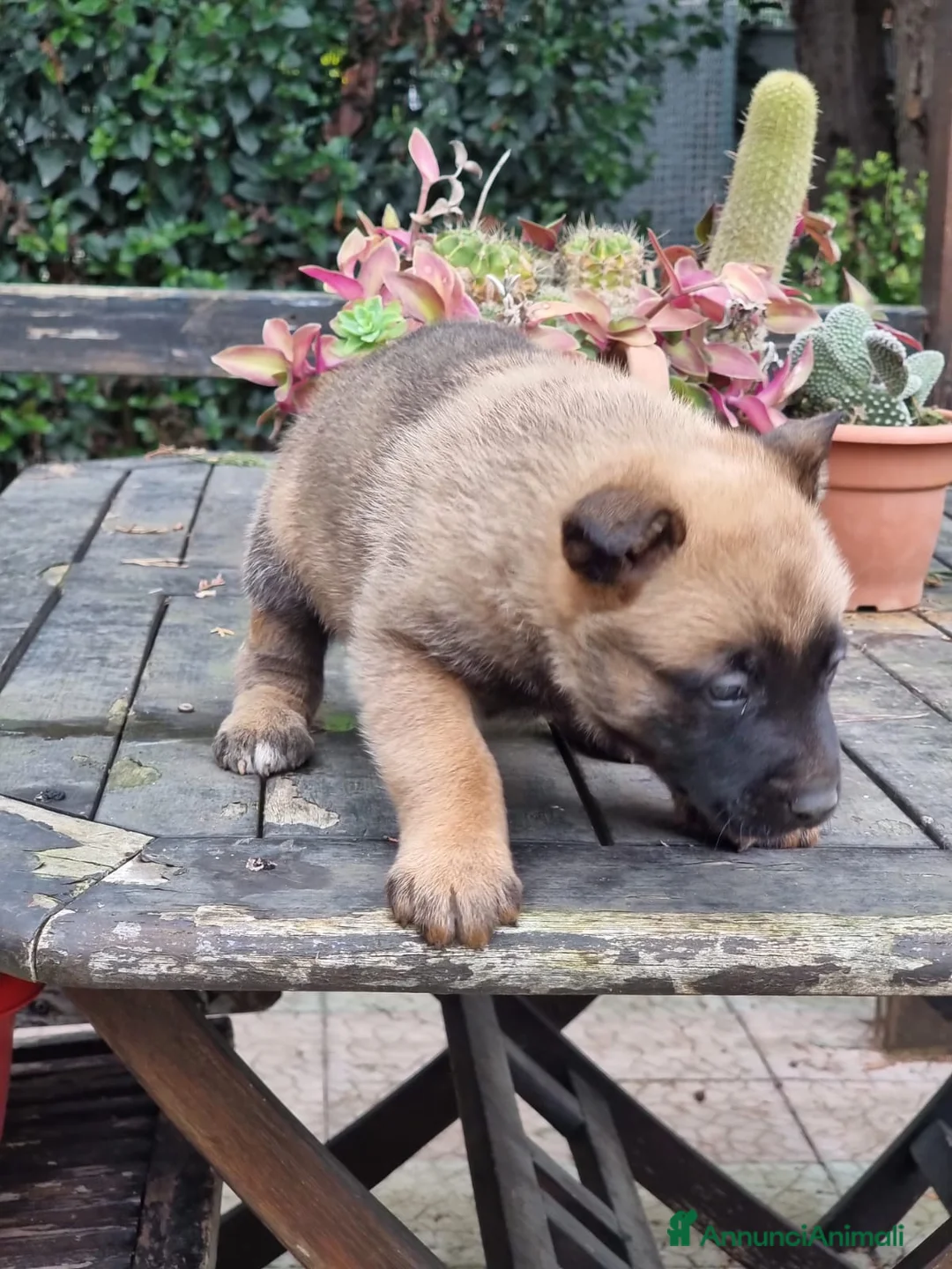 Pastore Belga cani in vendita: Allevamento Cuccioli Pastore Belga Malinois Puglia a Città Metropolitana di Bari - Annuncio 6