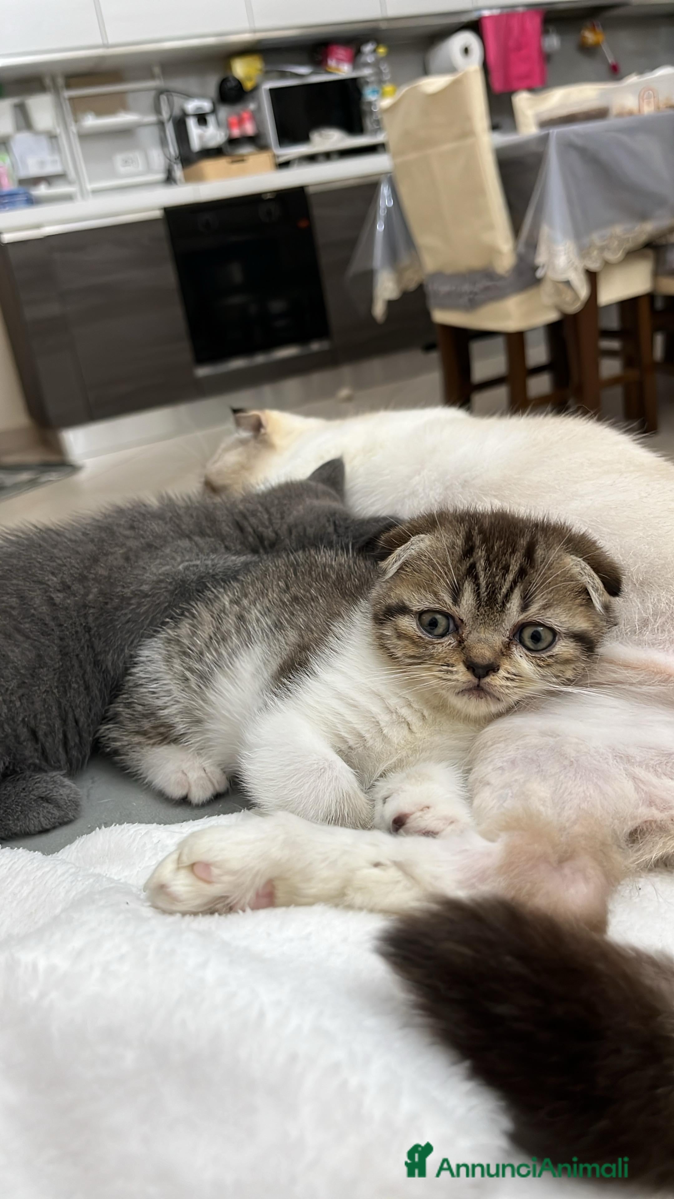 Scottish gatti Schottich Fold  - Annuncio 3