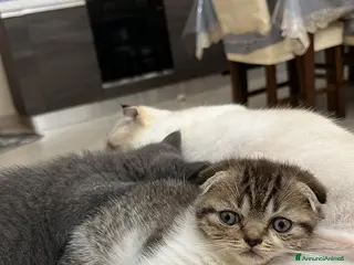 Scottish gatti Schottich Fold - Annuncio 1