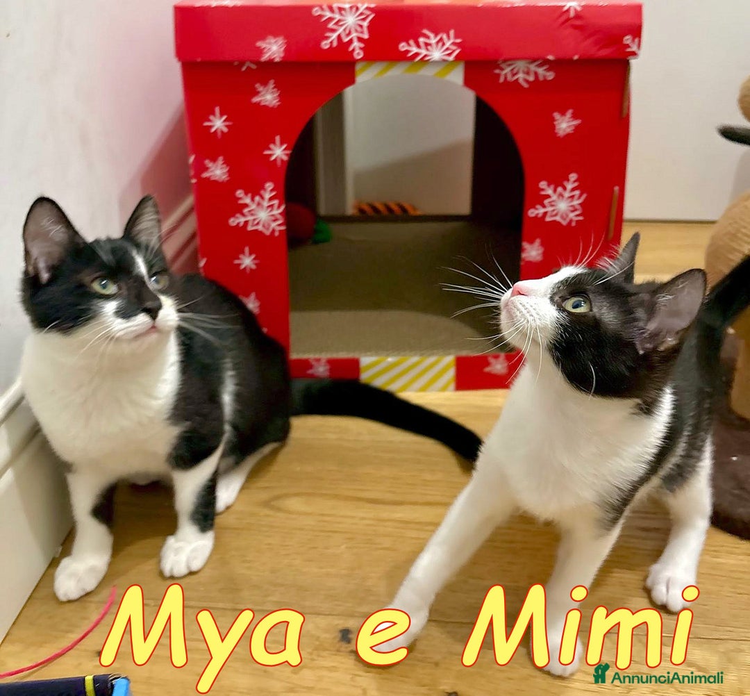 Europeo gatti in regalo: MYA E MIMI URGENTE CERCANO CASA - Annuncio 1
