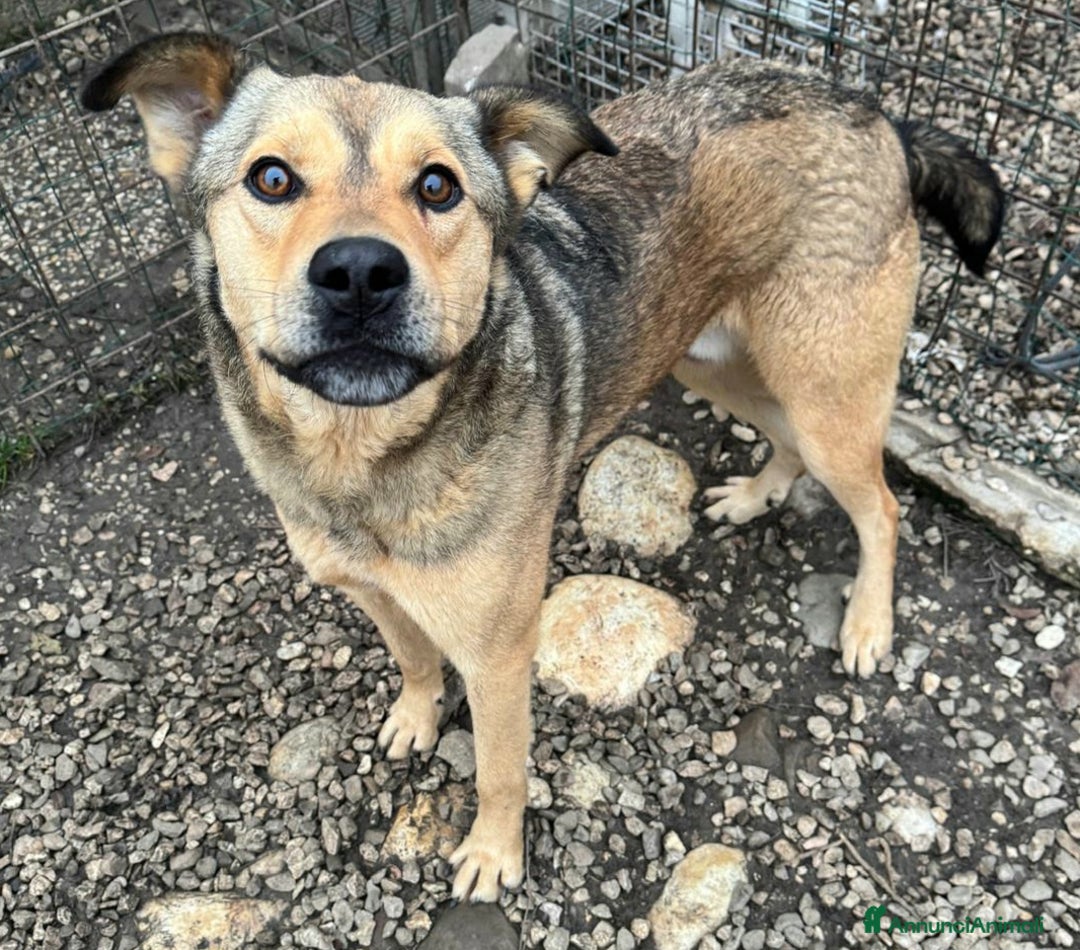 Meticcio cani in regalo: Fargo 3 anni Taglia media grande  - Annuncio 7