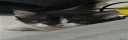 Europeo gatti in regalo: Gattini europei a Provincia di Cremona - Annuncio 4
