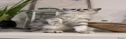 Scottish gatti in vendita:  Scottish silver / Lynx Point - Annuncio 7