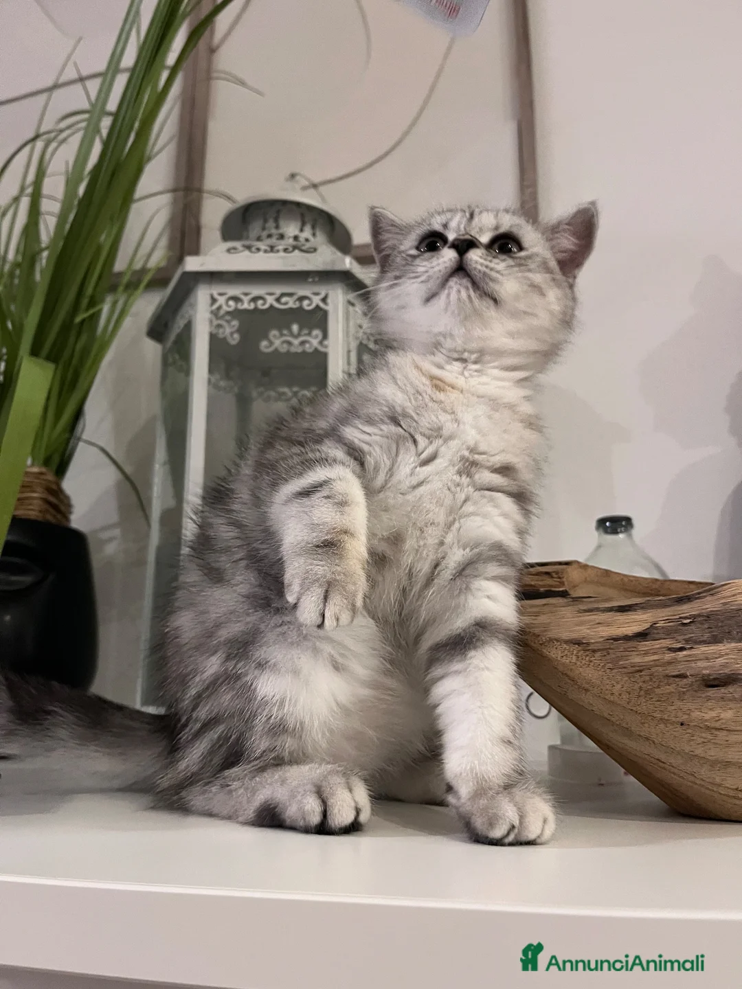 Scottish gatti in vendita:  Scottish silver / Lynx Point - Annuncio 7