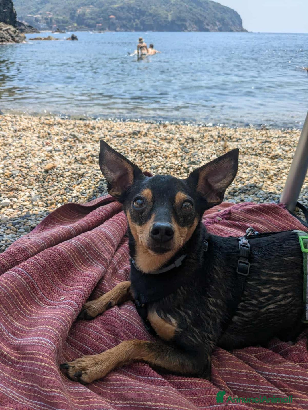 Pinscher Miniatura cani in regalo: STARLET, MINI PINSCHER dolcissima - Annuncio 5