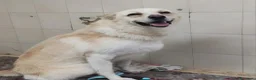 Meticcio cani in regalo: Cesare 1anno e 2abbandoni,presto in strada! PUGLIA - Annuncio 3