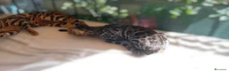 Bengala gatti in vendita: Splendida gattina Bengala  - Annuncio 5