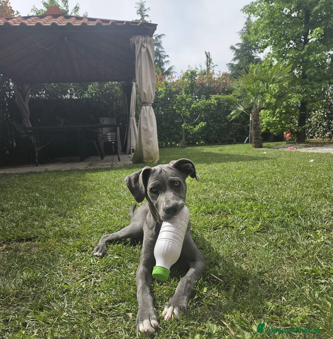 Meticcio cani in regalo: Lady cerca casa urgentemente  a Città metropolitana di Milano - Annuncio 2