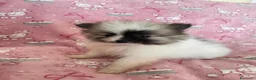 Volpino Pomerania cani in vendita: Adorabili cuccioli di Pomerania disponibili - Annuncio 7