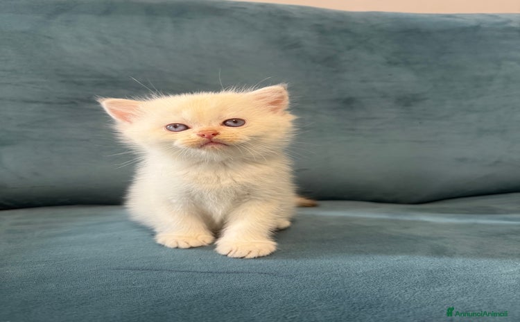 British gatti a Città Metropolitana di Torino - Annuncio 1