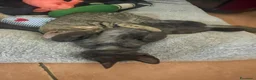 Europeo gatti in regalo: Moky dolcissimo micino tigrato nero - Annuncio 3