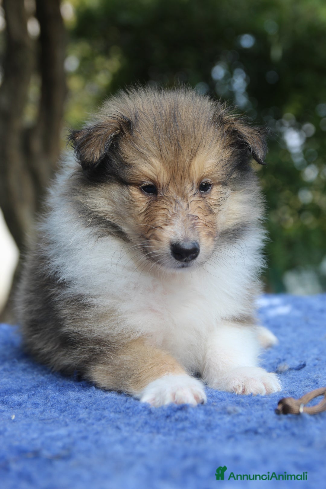 Collie cani in vendita: Cuccioli di collie fulvi - Annuncio 5