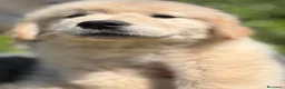 Golden Retriever cani in vendita: CUCCIOLA GOLDEN AMERICANO - Annuncio 10