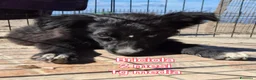 Meticcio cani in regalo: TANTI CUCCIOLI SOLI  a Provincia di Vicenza - Annuncio 3