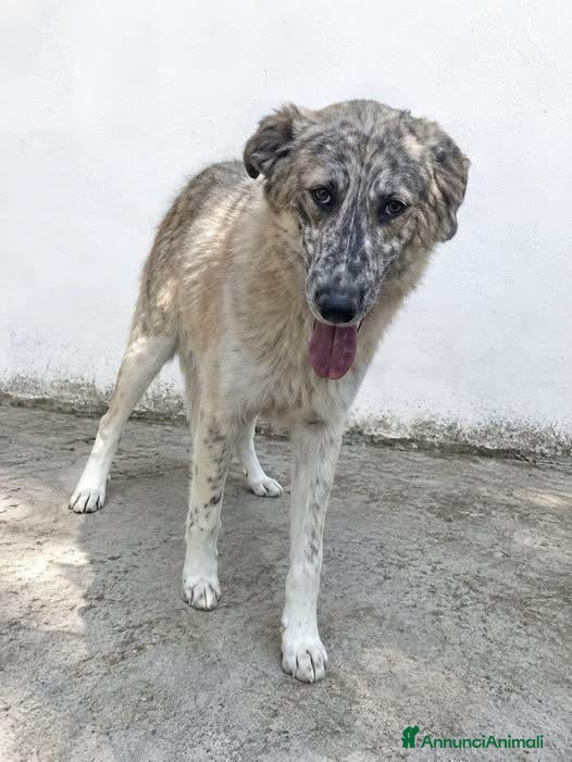 Meticcio cani Minerva - Annuncio 29