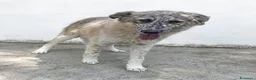 Meticcio cani in regalo: Minerva - Annuncio 1