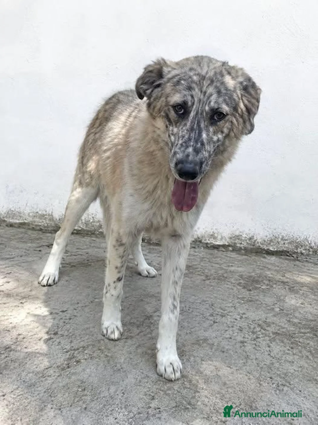 Meticcio cani in regalo: Minerva - Annuncio 1