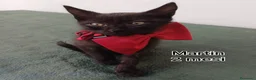 Europeo gatti in regalo: GATTINI ABBANDONATI: URGENTE  a Città Metropolitana di Torino - Annuncio 4