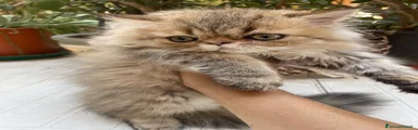 Persiano 3