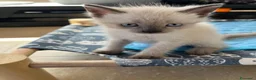 Siamese gatti in vendita: Cuccioli Siamesi thai - Annuncio 5